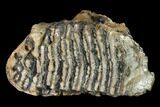 Fossil Woolly Mammoth Upper M Molar - North Sea Deposits #149826-1